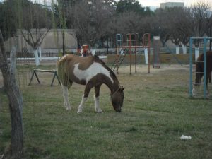 Animales en la vía púbilica