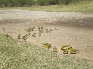 sueltas de pajaros (19)