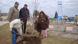 Plantacion arboles - Plaza María Auxiliadora