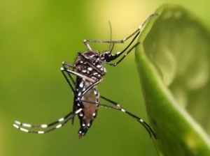 mosquito.jpg_88717827