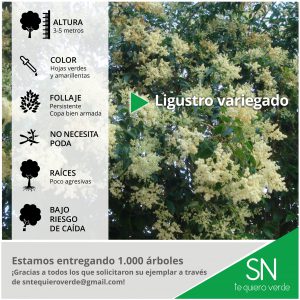 Ligustro variegado2