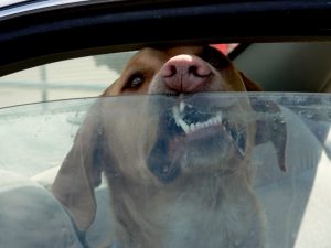 perro encerrado en auto